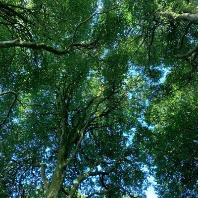 GreenEcoFound's profile picture. We are an environmental NGO with a bottom up and top down approach, projects on the ground and policy influencers. Working in West Cork, Brussels and Tobago.