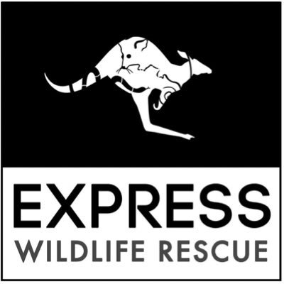 💚 Not for profit Rescue & Rehabilitation. 🦘🐦🦎 Orphaned Kangaroos, Possums, Birds & Reptiles. 🧚‍♀️Volunteer run