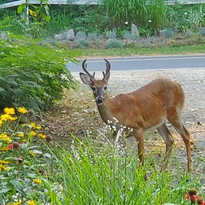 notnicecream's profile picture. 