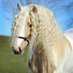 Horse's World (@HorsesWorld2) Twitter profile photo