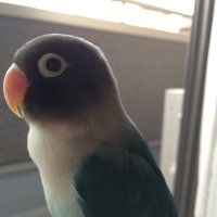 迷子のブルーボタンインコ Q (@ua8hul) 's Twitter Profile