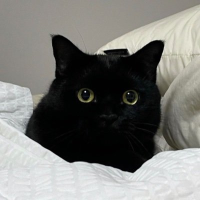 aeyong_cat's profile picture. 얼빠임