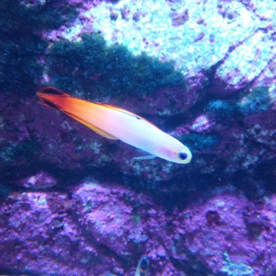 aueoxx's profile picture. 日々日常ではまっている事を囁きます。
買い物・DIY・仮想通貨・アニメ・ドラクエウォーク・その日の気分等