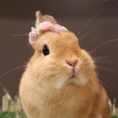 うさぎのつぶみちゃん🐰ネザーランドドワーフ/女の子🐰Birthday.2020.09.25