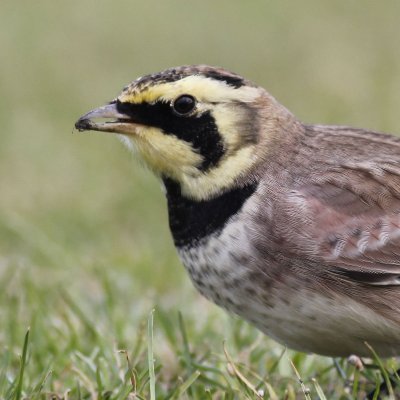 ellisethanfox's profile picture. Yorkshire Birder. Love visiting Spurn/Scilly. Nufc supporter