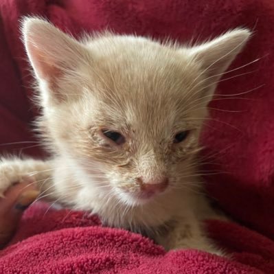 Fostered Freddie (Freddie Mercury) I got adopted!さんのプロフィール画像
