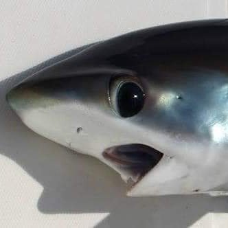 sryntielyn's profile picture. 