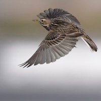 Khalifa خليفة (@nestlerooy) 's Twitter Profile Photo