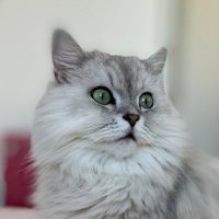 チンチラ帝国 (@12chinchillas) 's Twitter Profile Photo チンチラ帝国 (@12chinchillas) 's Twitter Profile Photo
