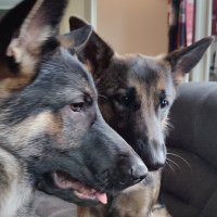 Remi&Sisu (@remisisu) 's Twitter Profile