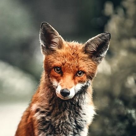 Fox0nFIRE's profile picture. Father, husband, working as a software developer. interested in stock picking, early retirement, gardening, growing my own vegetables and beer