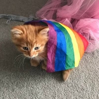 Pudimde64097764's profile picture. um adolescente normal