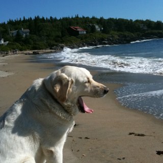 WiscassetShea's profile picture. 