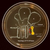 Graham Lab (@grahamlab_vandy) 's Twitter Profile Photo