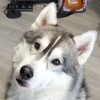 Czech Husky(@HuskyCzech) 's Twitter Profile Photo