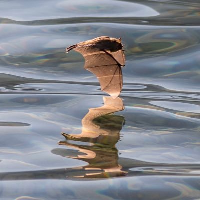 Biólogo, ex-coord. de biología de National Geographic México / Instituto de Ecología, UNAM / Investigación en murciélagos, sobre todo del estado de Colima, Méx.