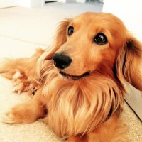 gaelic ginger π©π»βπ¦° π π§‘ #NHS #FBPE (@12meadowview) 's Twitter Profile Photo gaelic ginger π©π»βπ¦° π π§‘ #NHS #FBPE (@12meadowview) 's Twitter Profile Photo