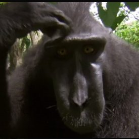 Kilthus_'s profile picture. Unlucky as lifestyle. Campeón del BMT y competidor del MDI. Powerlifter.