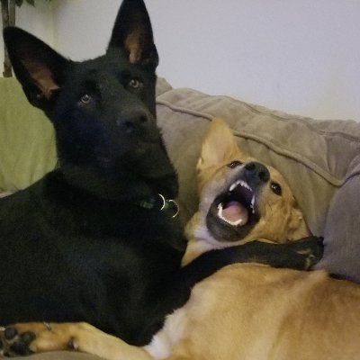 Dylan_Moshe's profile picture. 