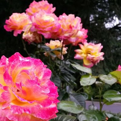 KarenMulloy's profile picture. 