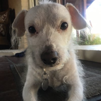 Gentleman terrier & former stray living my best life as an influencer & airbnb host in Tucson. Chaser of lizards & squirrels, wingman to my dad. Life is good.