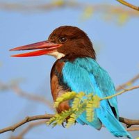 Salim Ali Bird Sanctuary Pune(@SalimAli_Bird) 's Twitter Profileg