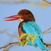 Salim Ali Bird Sanctuary Pune (@SalimAli_Bird) Twitter profile photo