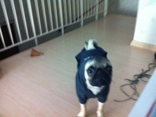 eusouootto's profile picture. Ta me achando com cara de chiuaua?