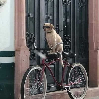 Un Usuario del Transporte Público en Quito