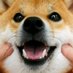Jack (@shibajack1121) Twitter profile photo Jack (@shibajack1121) Twitter profile photo
