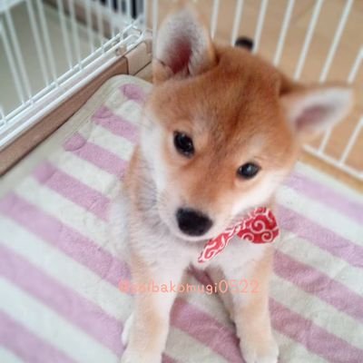 柴犬のこむぎ(Komugi)です🐶⭐2021.5.22生まれ♀⭐天秀ノ若姫号🐶土佐黒潮荘出身⭐日々の成長を記録していきます✨無言フォロー歓迎です⭐🙏無言フォロー失礼します🙏