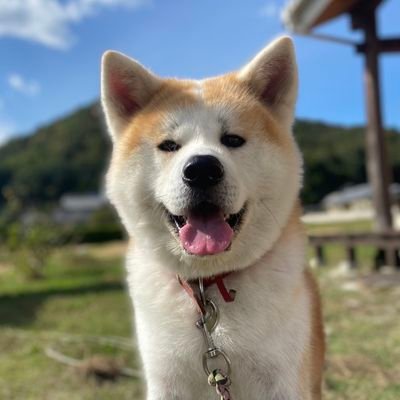 2019年8月28日産まれの秋田犬　ひかるくんを家族に迎え、日々楽しく忙しく☺️
自分の手違いでTwitter迷子になりました😖💦　