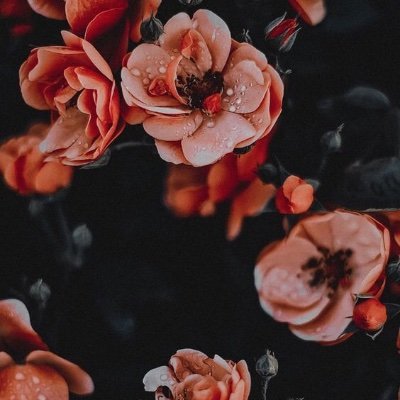 danella_dvb's profile picture. 