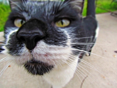 KingThomasD's profile picture. His Royal Highness Thomas The Cat