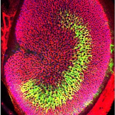 ChengEarLab's profile picture. Otolaryngology at @StanfordMed