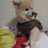 肉球の間の毛を引っ張ると噛まれます🐕のアイコン