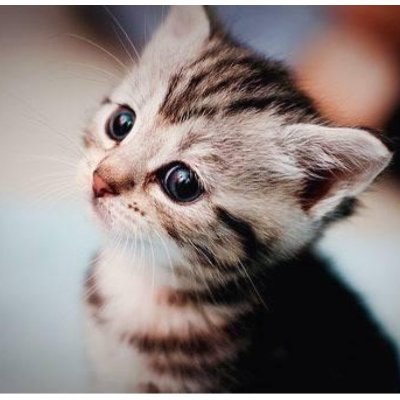 yuki625206's profile picture. Hiʕ •ᴥ•ʔ～