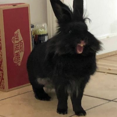 I am Jett the lion head bunny
I live in Ireland 🇮🇪
Don't buy bunnies #adoption is best option
Follow me for furry excitement and my bestie Toast 💓