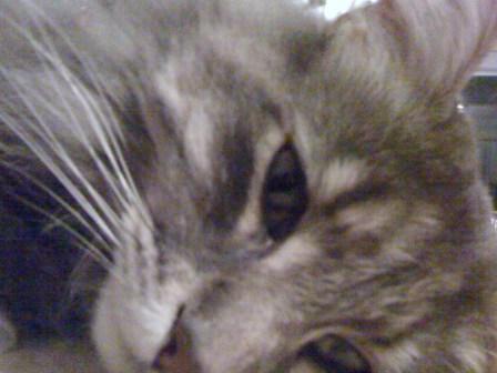 internetmieze's profile picture. - Camera - Cats - Controlling - Cologne - Cooking -