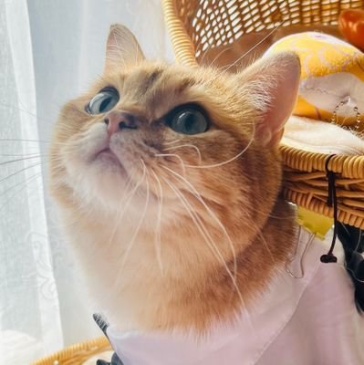 蛋挞🍊さんのプロフィール画像
