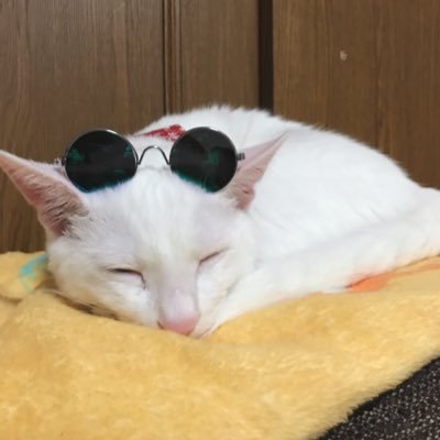 Tetochannel0523's profile picture. ブルーアイの元保護猫／人懐っこい甘えん坊／♂ YouTube始めました！！！