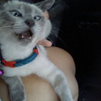 neveshenriques5's profile picture. Extinção  das vacinas em todo o mundo,  e da OMS, TERRORISTA.