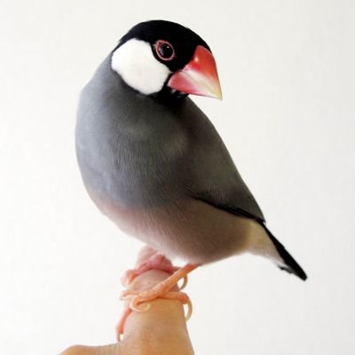 Keith（特別展「鳥」公式トリバサダー）さんのプロフィール画像
