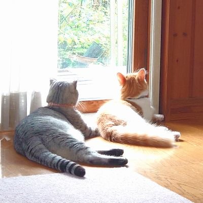 😺乃々(のの)2020年7月6日生まれ♀️スコティッシュフォールド 😺天(てん)2021年5月21日生まれ♂️マンチカン 無言フォロー失礼します RT⭕
DM❌