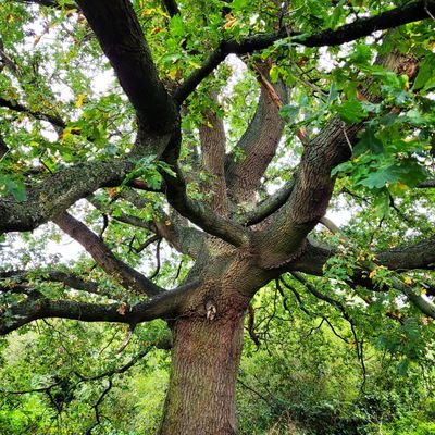 Seacroftforestgarden Profile