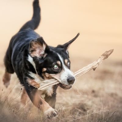 Früher hatte der Mensch nur einen Körper und eine Seele. Heute braucht er noch einen Pass dazu, sonst wird er nicht wie ein Mensch behandelt.
- Stefan Zweig