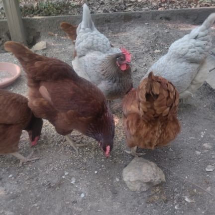 Raising my chickens and gardening. Married to the man of my dreams! Proud mom of a wonderful son. Cats: Fromage and Miss Kitty in their favorite spot! 🇺🇲