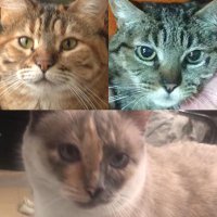 CLST (@pikacel) 's Twitter Profile