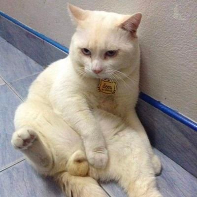 mot_artittaya's profile picture. 