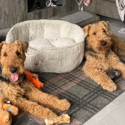 2 Loveable Airedale Terriers full of mischief. Wishaw, Scotland